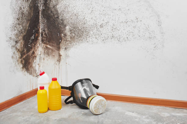 Best Mold Damage Restoration  in Gowanda, NY